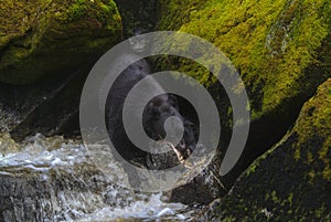 Alaskan Black Bear Hunting Salmon in a River