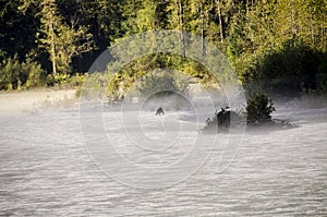 Alaskan Black Bear Hunting for salmon in river bed