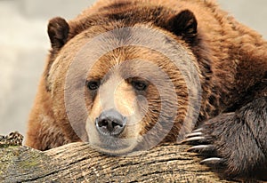 Alaskan brown bear