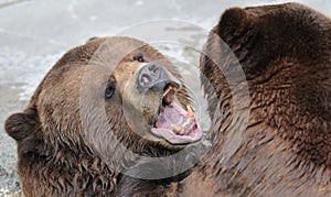 Alaskan brown bear