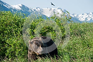 Alaskan Brown Bear