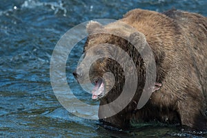 Alaskan brown bear