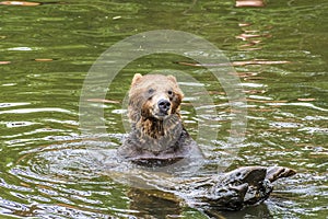 An Alaskan brown bear alert in the waters of Disenchartment Bay close to the Hubbard Glacier in Alaska