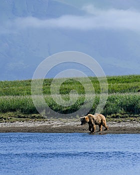 An Alaskan Brown Bear Approaches a River in the Katmai National Park