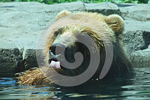 Alaskan Brown Bear Bathing In Pool