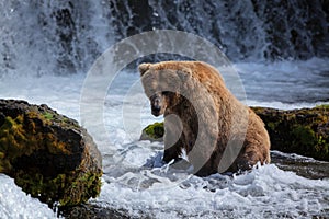 Alaskan Brown Bear At Brooks Falls