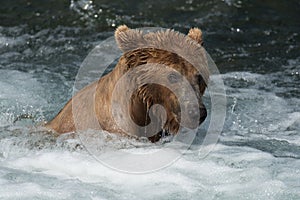 Alaskan brown bear at Brooks Falls