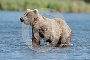 Alaskan brown bear in Brooks River