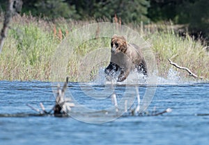 Alaskan brown bear in Brooks River