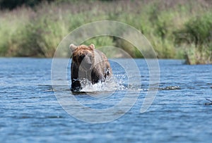 Alaskan brown bear in Brooks River