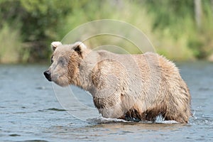 Alaskan brown bear in Brooks River