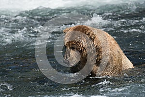 Alaskan brown bear in Brooks River