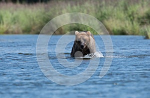 Alaskan brown bear in Brooks River