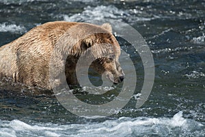 Alaskan brown bear in Brooks River