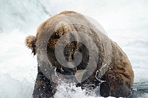 Alaskan brown bear catching salmon