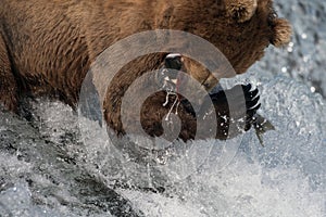 Alaskan brown bear catching salmon