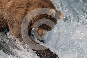 Alaskan brown bear catching salmon