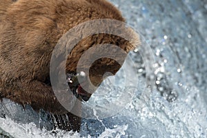 Alaskan brown bear catching salmon