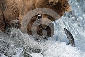 Alaskan brown bear catching salmon