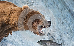 Alaskan brown bear catching salmon