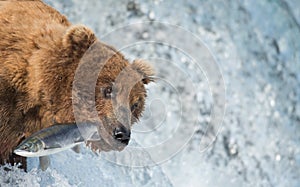 Alaskan brown bear catching salmon