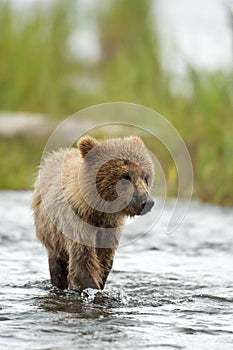 Alaskan brown bear cub