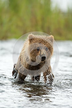 Alaskan brown bear cub