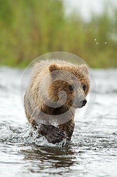 Alaskan brown bear cub