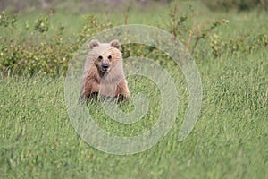 Alaskan brown bear cub at McNeil River