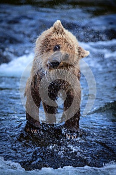 Alaskan Brown Bear Cub Shaking Off Water