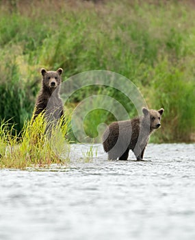 Alaskan brown bear cubs