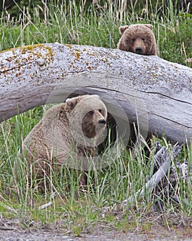 Alaskan brown bear cubs playing