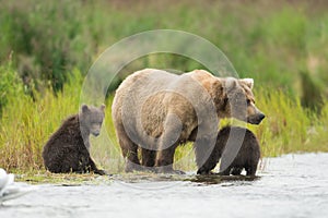 Alaskan brown bear and cubs