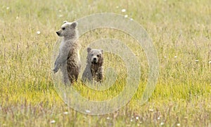 Alaskan Brown Bear Cubs stand in a field