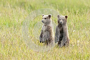 Alaskan Brown Bear Cubs stand in a field