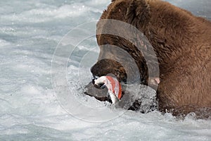 Alaskan brown bear eating salmon