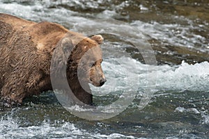 Alaskan brown bear on falls
