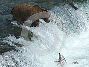 Alaskan Brown Bear Fishing at Falls