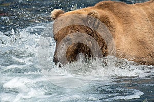 Alaskan brown bear fishing for salmon