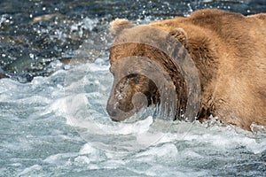 Alaskan brown bear fishing for salmon