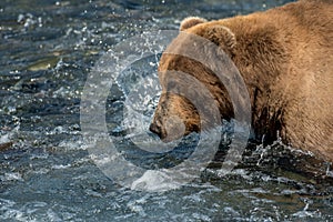 Alaskan brown bear fishing for salmon