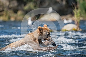 Alaskan brown bear fishing for salmon