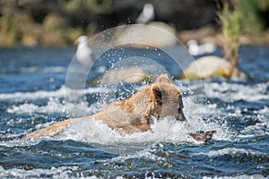 Alaskan brown bear fishing for salmon