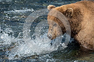 Alaskan brown bear fishing for salmon