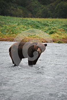 Alaskan Brown Bear/Grizzly
