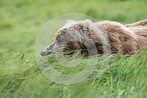 Alaskan brown bear in high grass