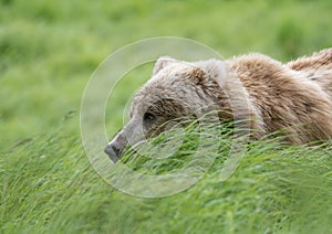 Alaskan brown bear in high grass