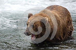 Alaskan brown bear with its mouth open