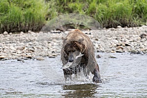 Alaskan brown bear at McNeil River