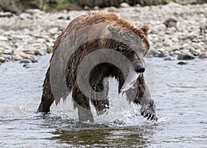 Alaskan brown bear at McNeil River